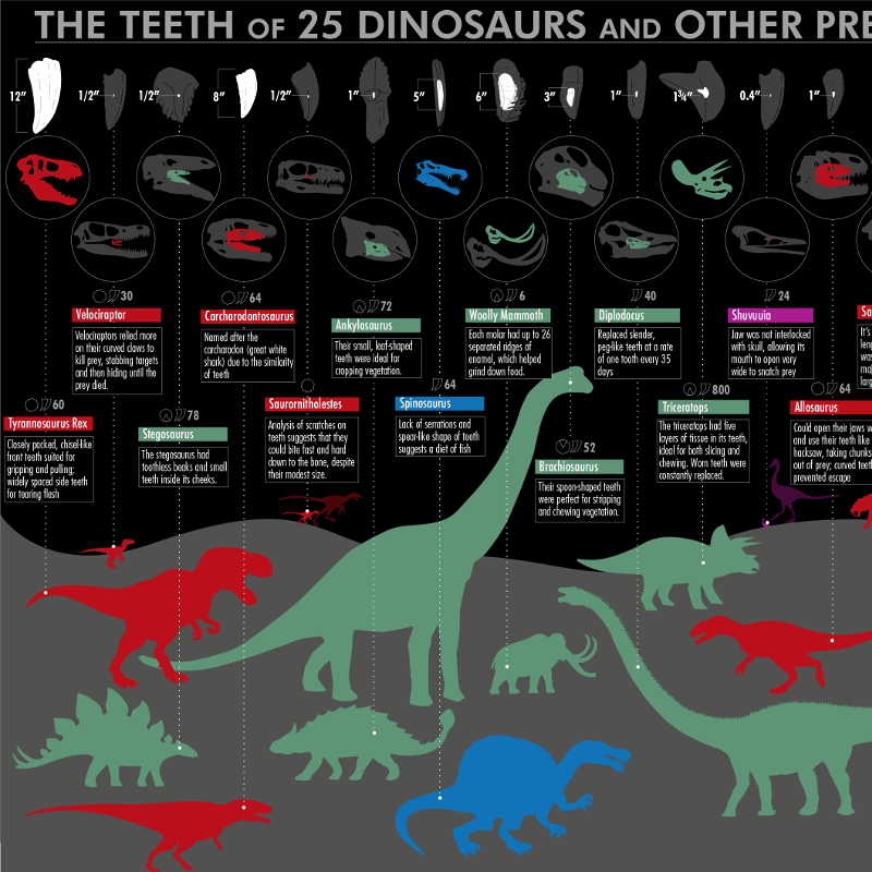 The Teeth of 25 Dinosaurs and Other Prehistoric Creatures